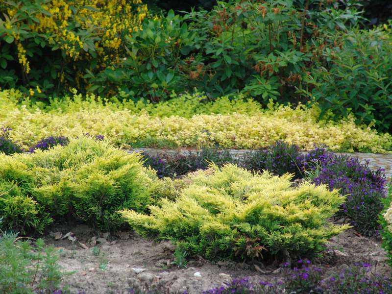 Можжевельник горизонтальный лайм глоу: фото в ландшафтном дизайне сада