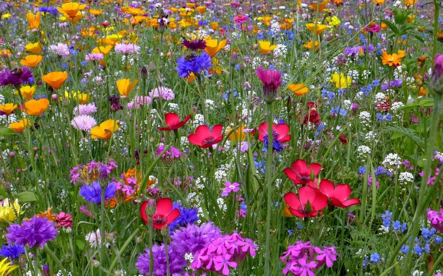 Полевые цветы: красивые букеты луговых цветков с фото и названиями
