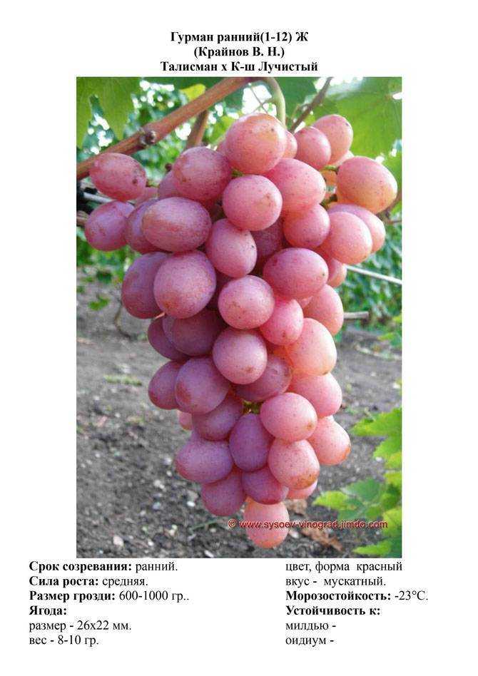 Девичий виноград: посадка и уход в открытом грунте