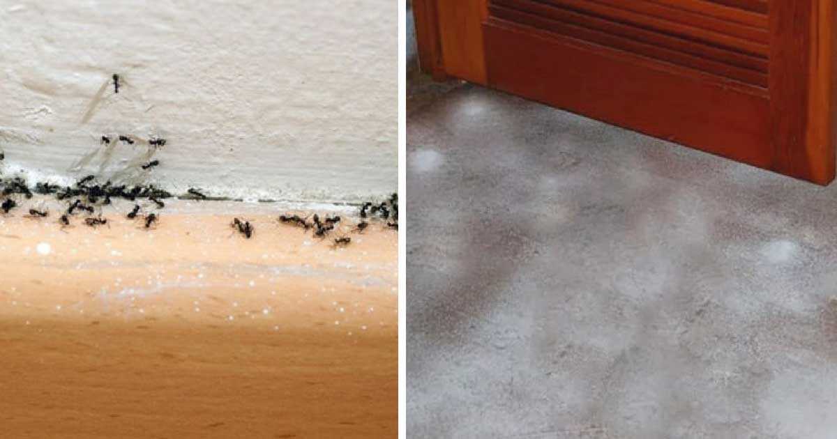 Как избавиться от муравьев в квартире: действующие способы