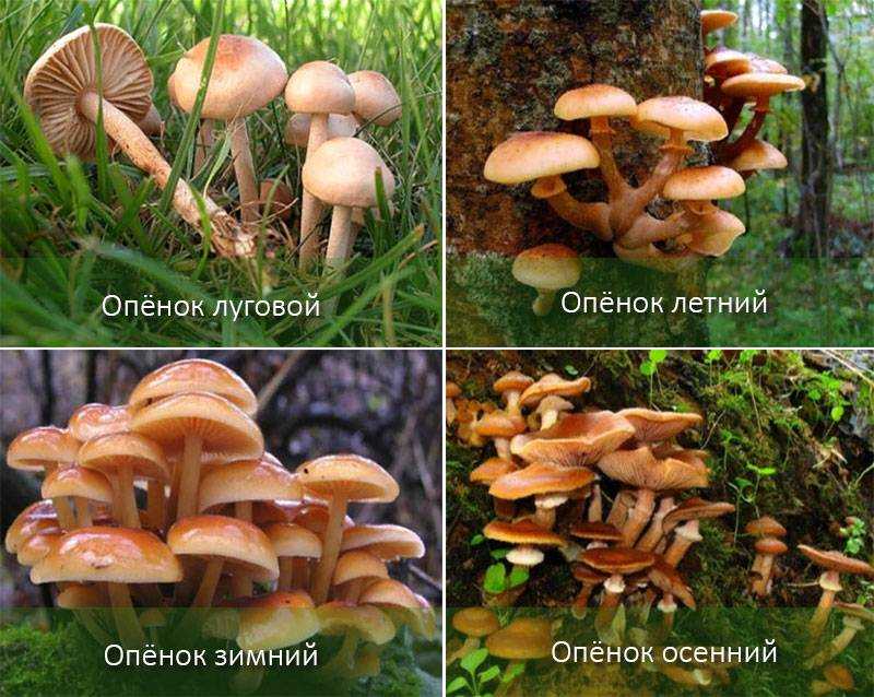 Опенок летний: фото, описание, рецепты приготовления гриба, а также как отличить его от ложных опасных двойников