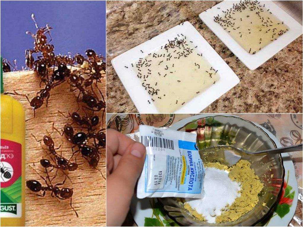 Как избавиться от муравьев в квартире