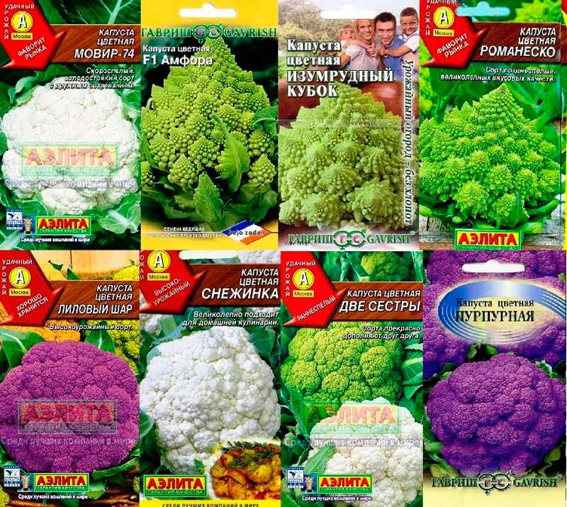 Цветная капуста - полезные и опасные свойства цветной капусты