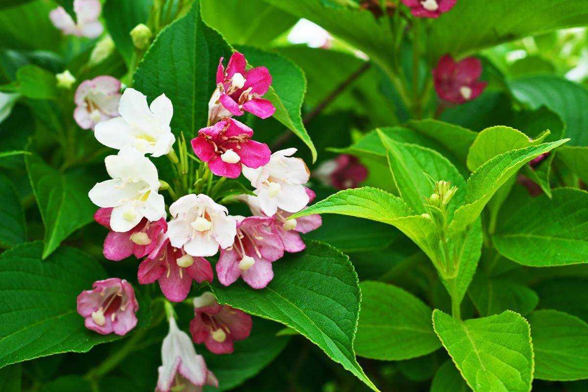 Вейгела — один из лучших цветущих кустарников весны. размножение, уход, фото — ботаничка.ru