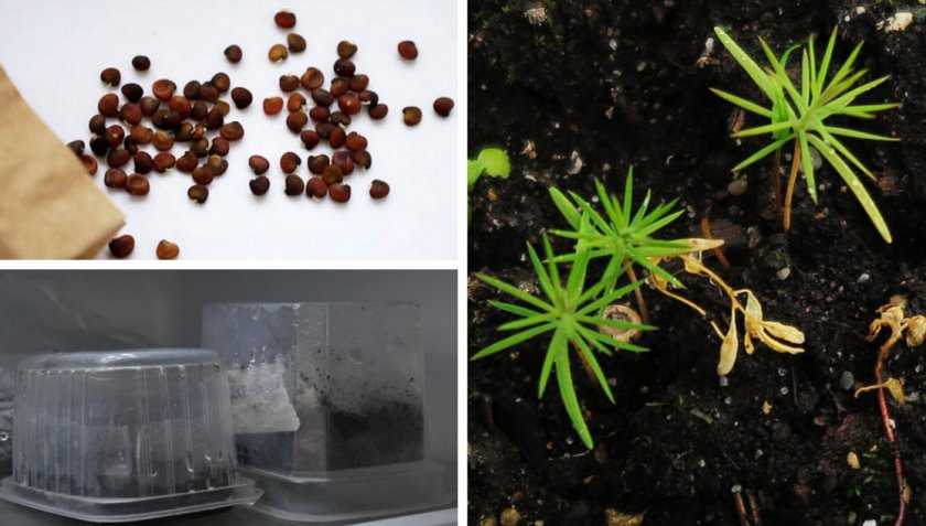 Можжевельник из семян: эксперименты в домашних условиях