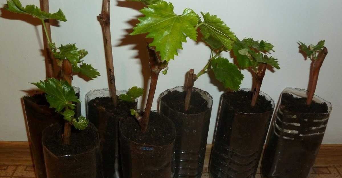 Виноград уход и выращивание: размножение виноградной лозы, где растет, фотографии