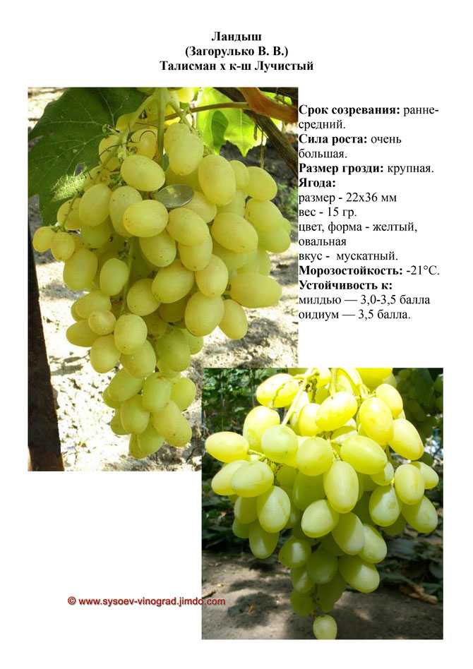 Сорт винограда ришелье: характеристика, агротехника выращивания