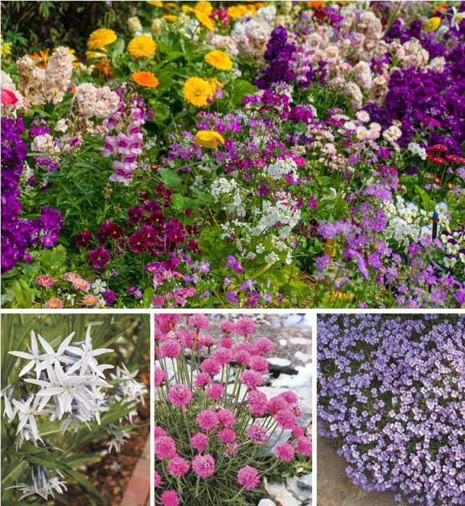 Топ-55 цветов и растений голубого цвета | (85+ фото) +отзывы