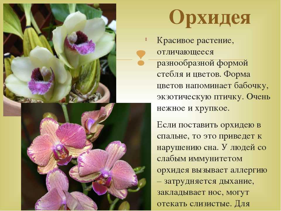 Орхидеи. правила ухода в домашних условиях, пересадка и болезни растения