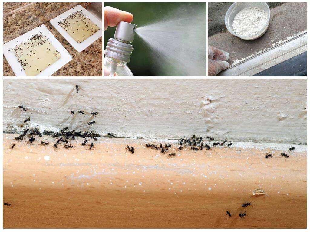 14 способов, как избавиться от муравьев в квартире