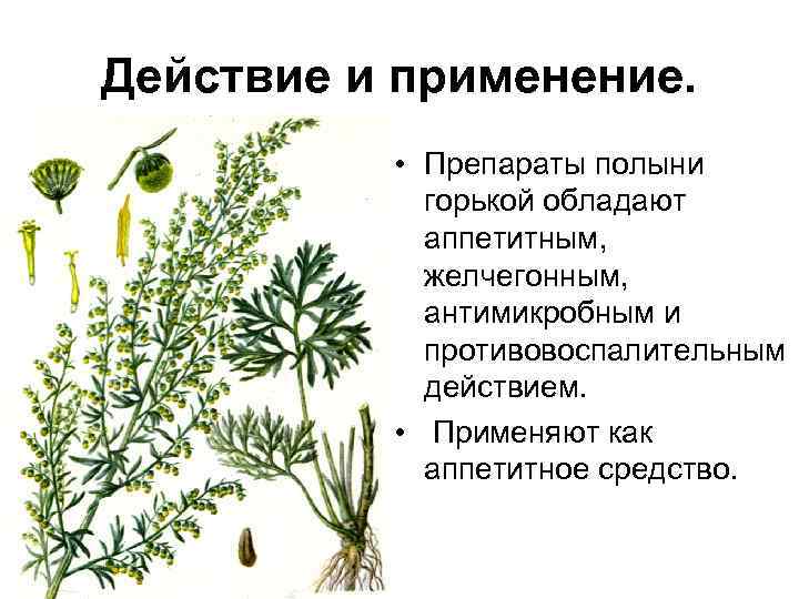 Полынь — злостный сорняк или ценнейшее растение? лекарственные и декоративные виды, сорта. фото