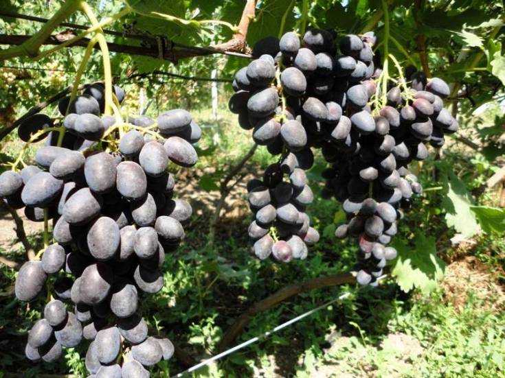 Виноград девичий: посадка и уход в открытом грунте, разновидности растения