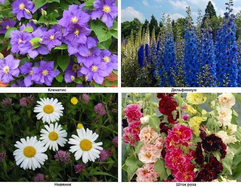 Цветы для клумбы цветущие всё лето: фото и название