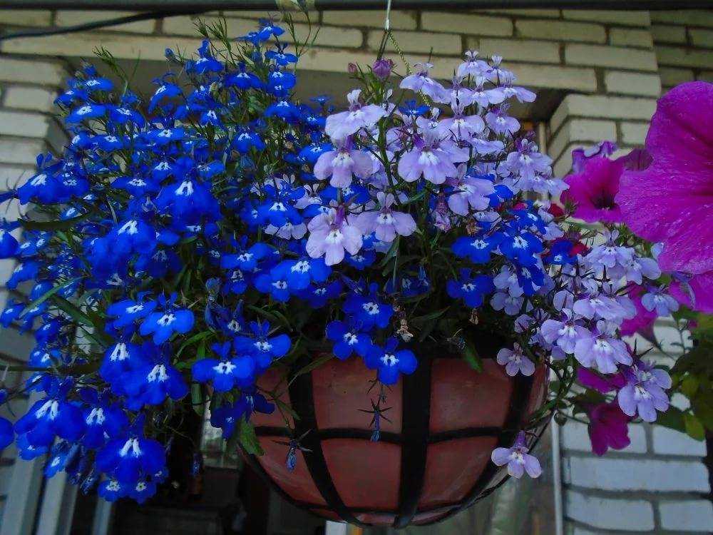 Лобелия (75+ фото): яркое обильное цветение на весь теплый период