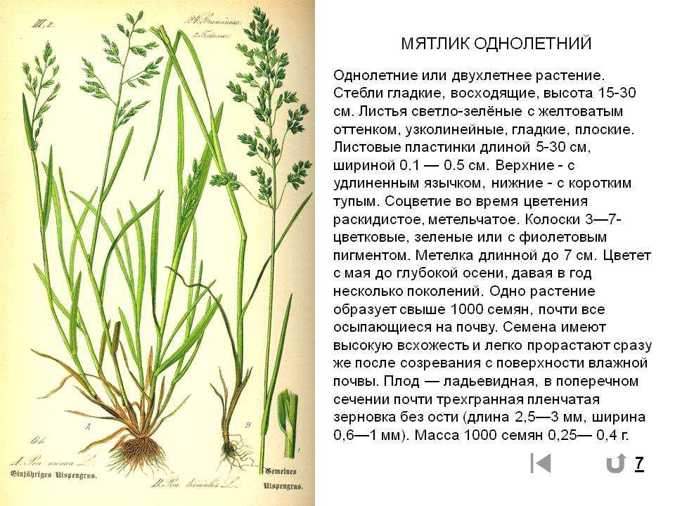 Трава тимофеевка, особенности растения и его использование