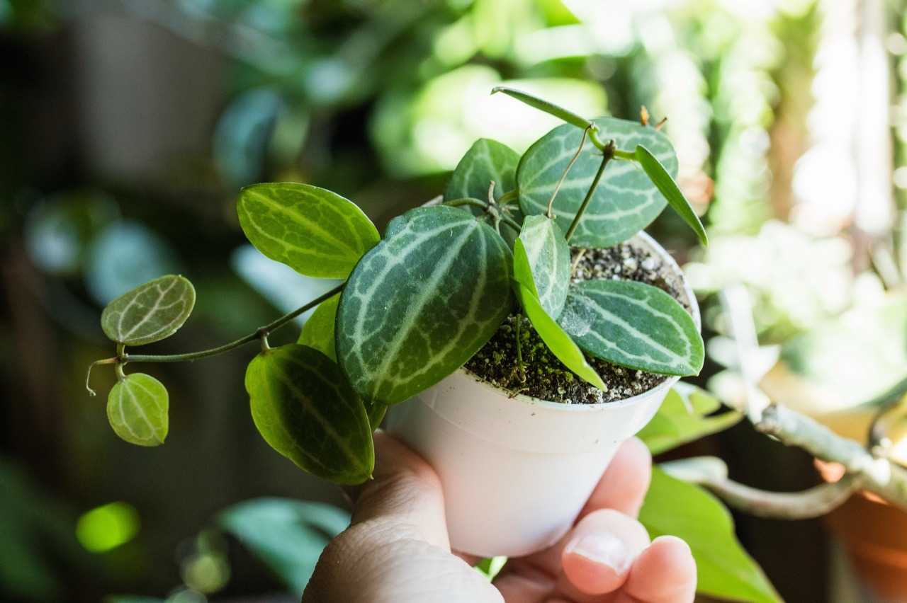 Дисхидия – уход за растением в домашних условиях