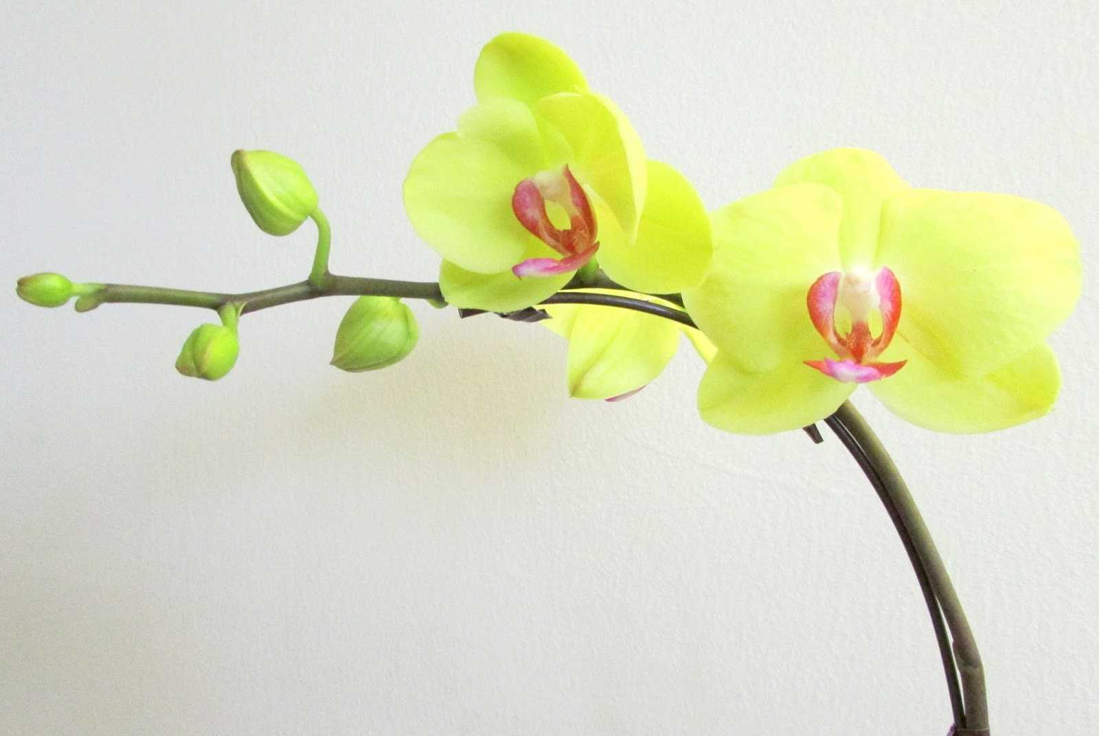 Уход за орхидеей: особенности посадки и ухода