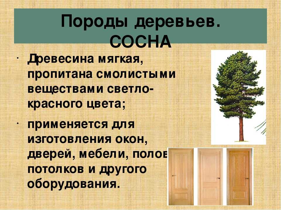 Дерево осина – характеристика, свойства, применение