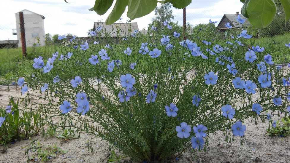 Лен голубой многолетний выращивание и уход в открытом грунте, посадка и размножение сорта, сочетание в ландшафтном дизайне, фото