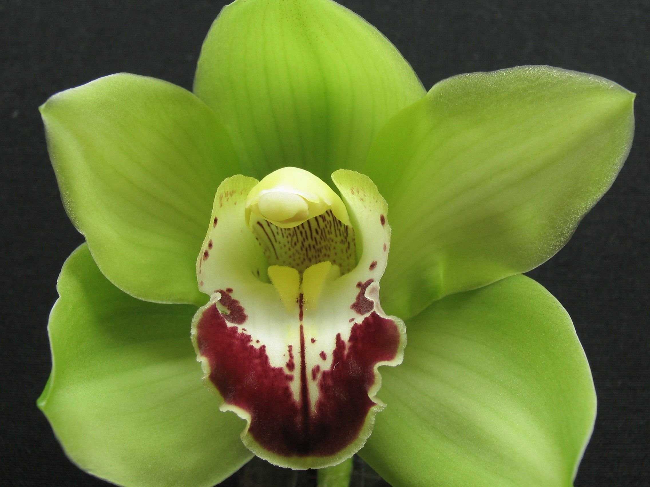 Как ухаживать за цветком орхидея (фаленопсис) в домашних условиях :: инфониак