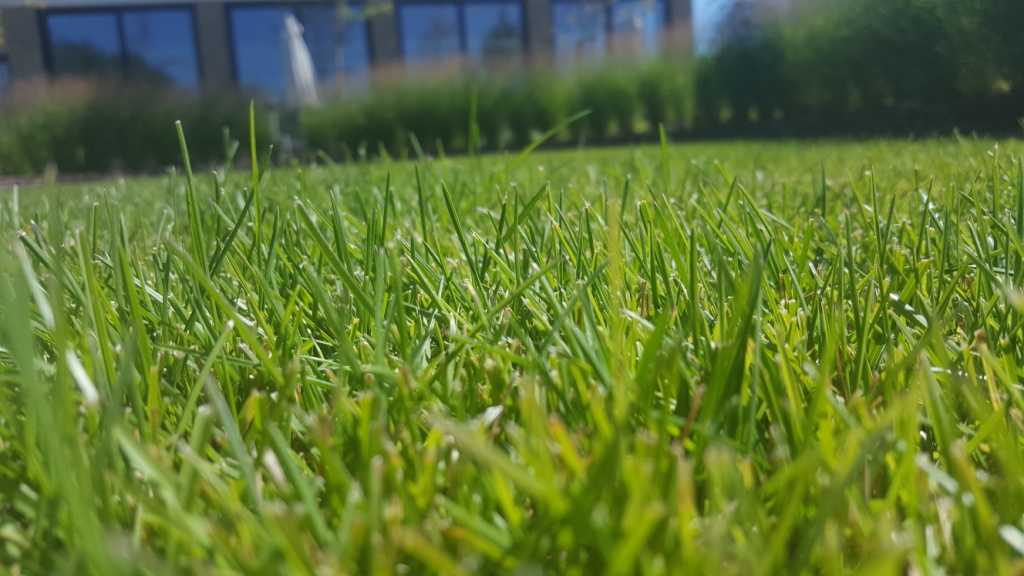 10 лучших видов газонной травы: названия и описания, с фото и рекомендациями