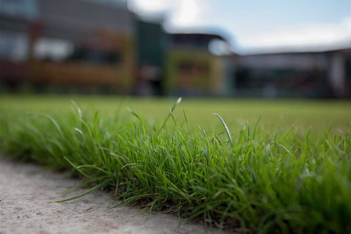Низкорослая газонная трава — карликовый газон, который не надо стричь: обзор травосмесей лилипут, мини грасс, мавританская и отзывы