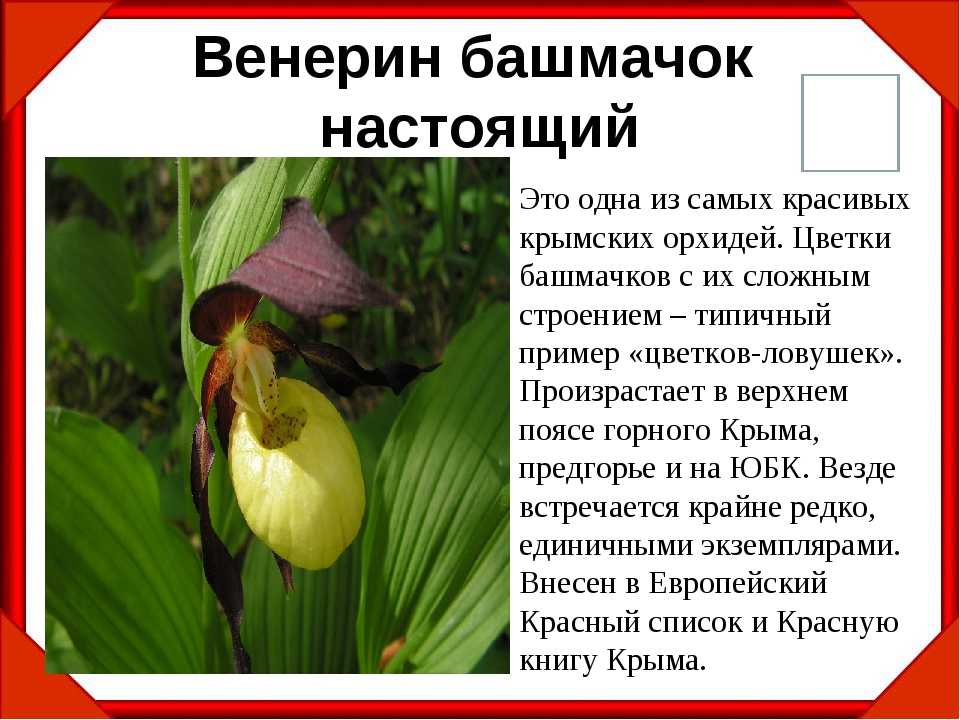 Венерин башмачок: зимостойкие виды садовых орхидей для обычных дачников