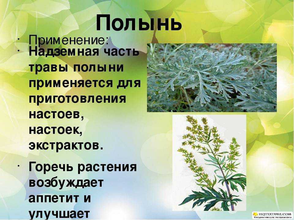 Как выглядит растения полынь и как используются свойства этой травы в народной медицине