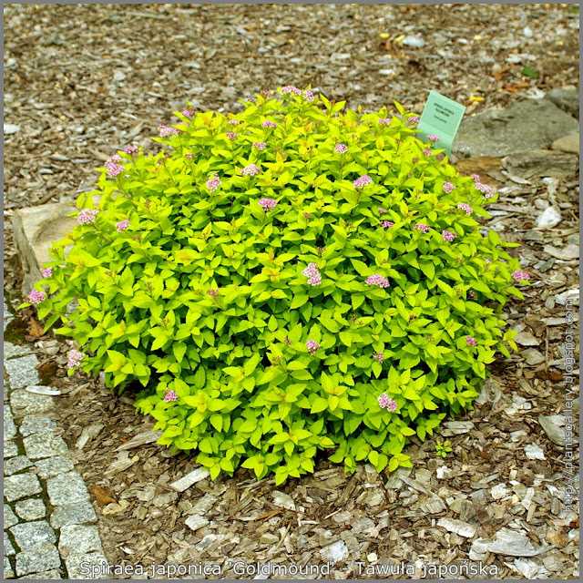 Спирея голдмаунд (spiraea japonica gold mound): фото и описание, посадка и уход