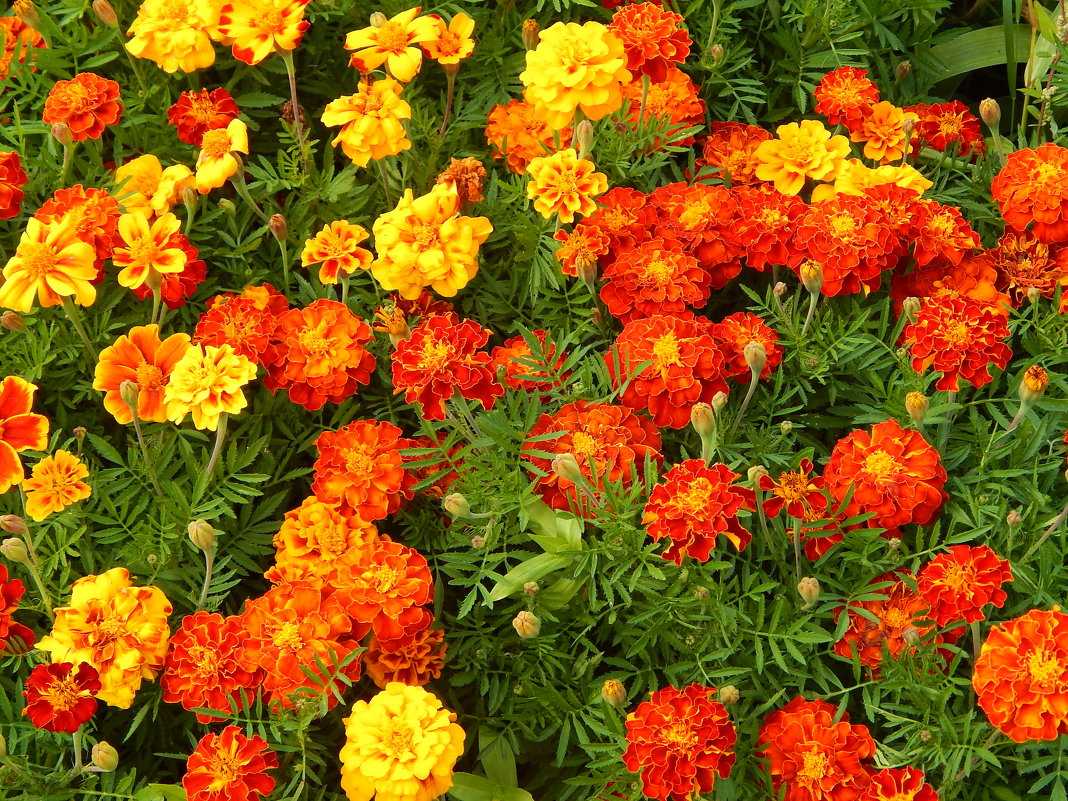 42 растения с синими цветками - огород, сад, балкон
                                             - 29 декабря
                                             - 43061349610 - медиаплатформа миртесен