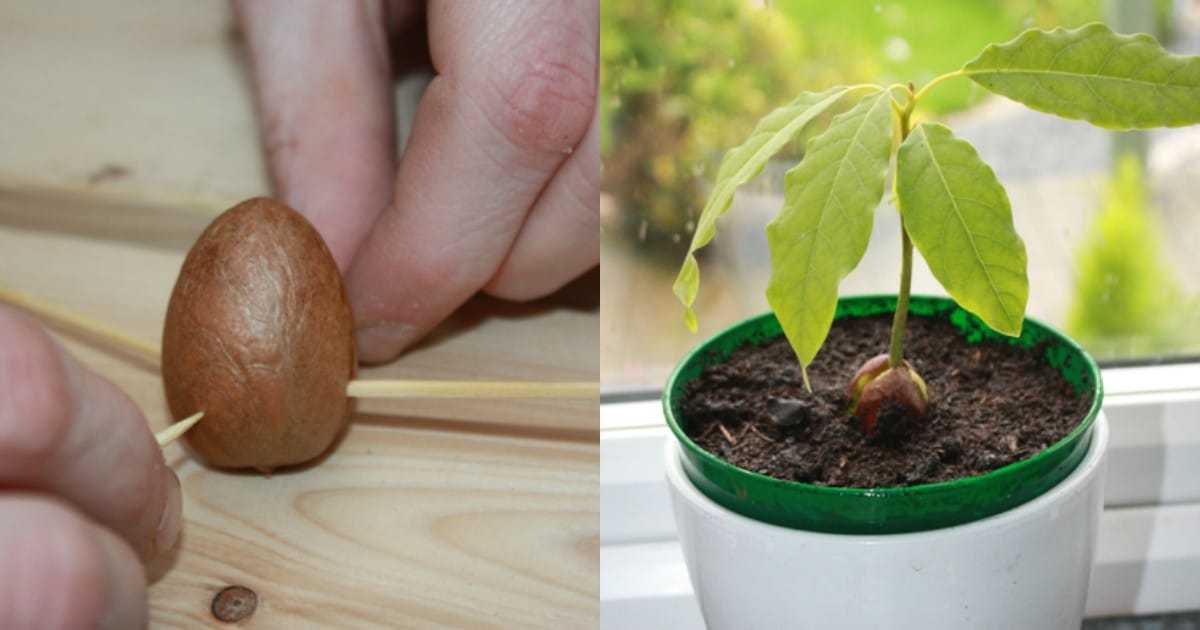 Как вырастить манго из косточки