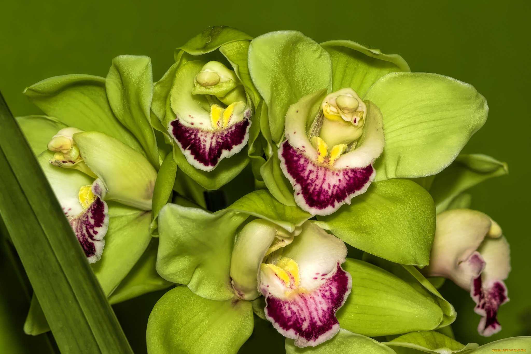 Орхидея фаленопсис (phalaenopsis): уход в домашних условиях, фото и названия видов цветка, как ухаживать за сортовыми растениями
