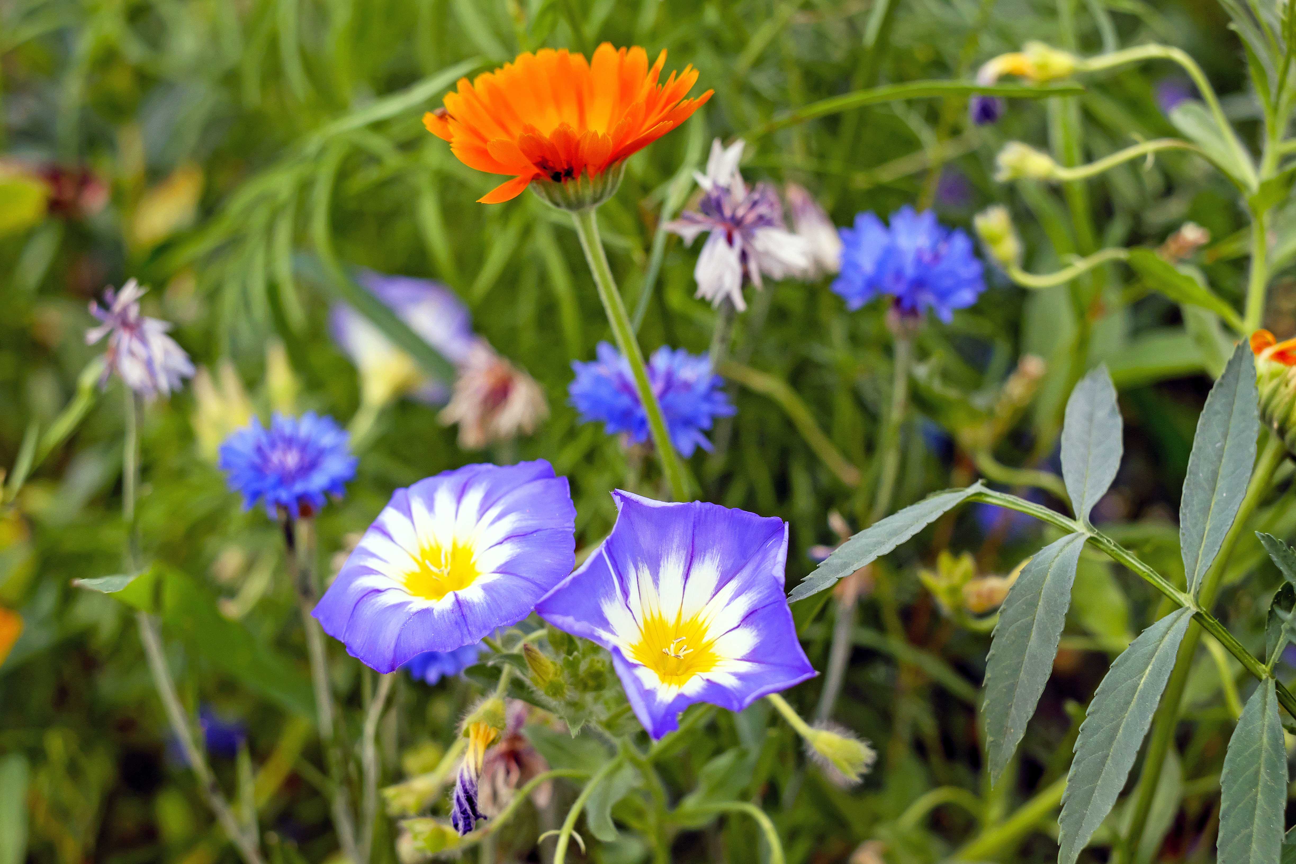 Каталог полевых и луговых цветов с фото и названиями: желтые, белые, фиолетовые, синие и др.