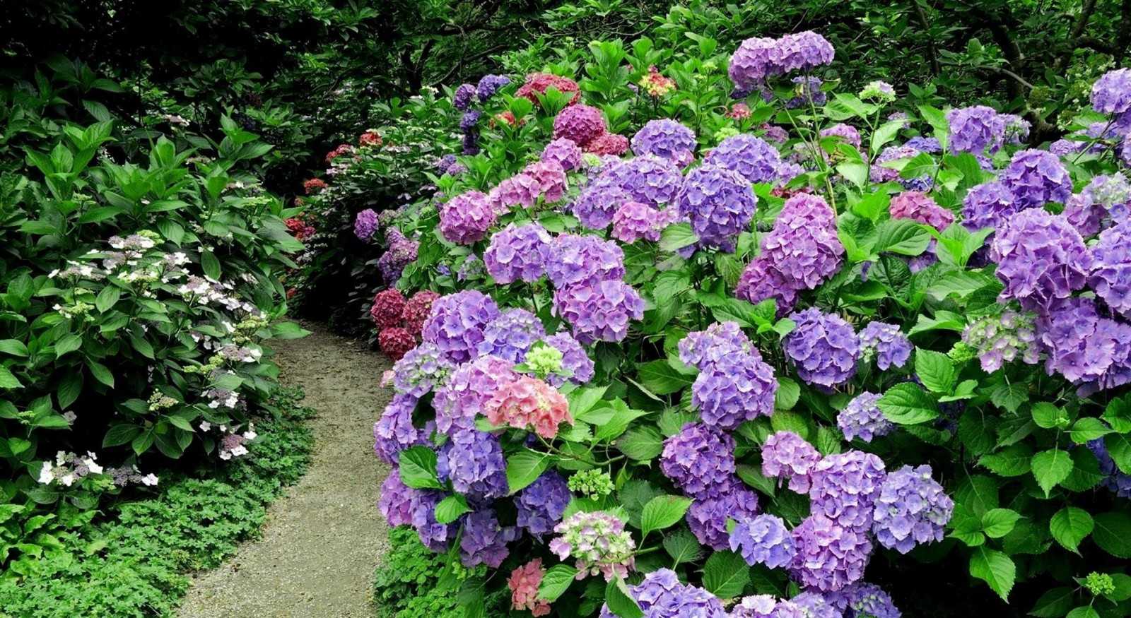 Лучшие декоративные кустарники для сада, обзор сортов, рекомендации, 60 фото - каталог статей на сайте - домстрой