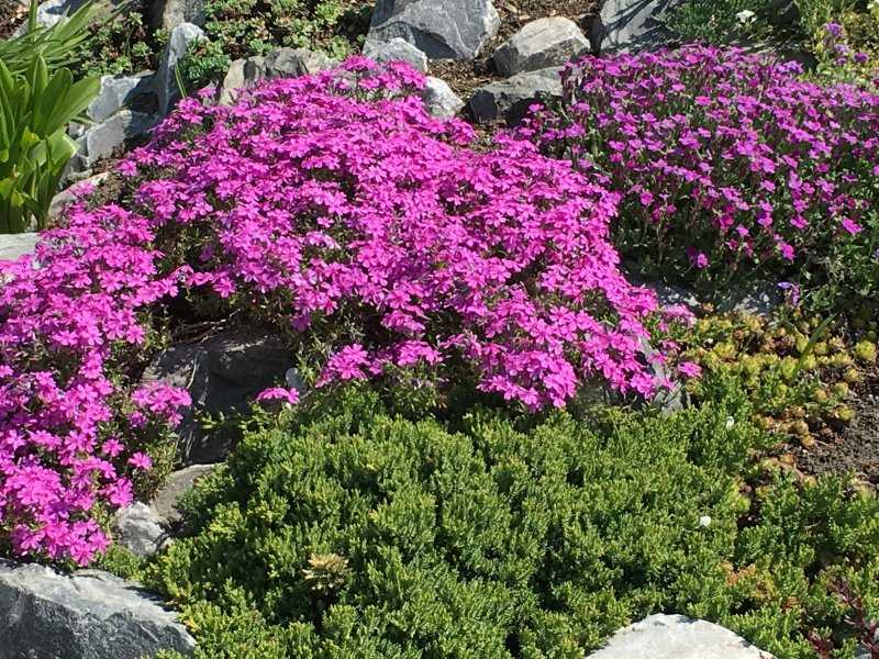Гвоздика альпийская - описание сорта и особенности цветения растения, климат, условия выращивания и уход