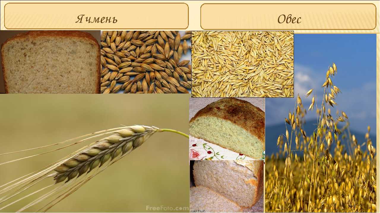Из каких зерновых культур делают хлеб. Ячмень и овес злаковая культура. Зерна пшеницы и ржи. Зерновые культуры для детей. Рожь и пшеница.