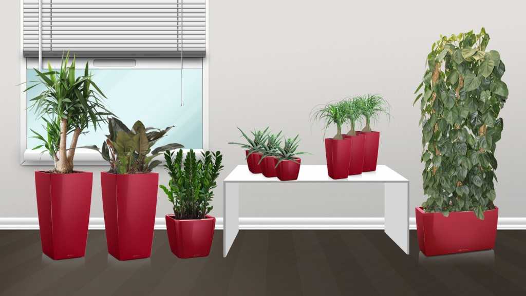 Самые неприхотливые комнатные растения с фото