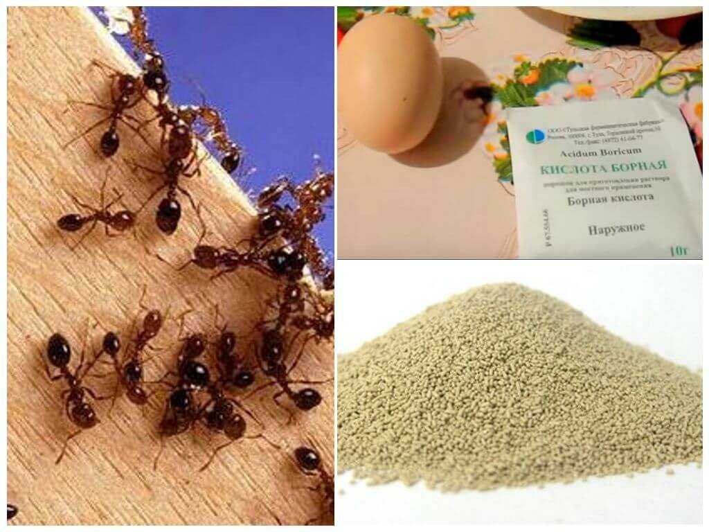 Как быстро вывести мелких муравьев из квартиры: растения репелленты, гели, аэрозоли и ловушки