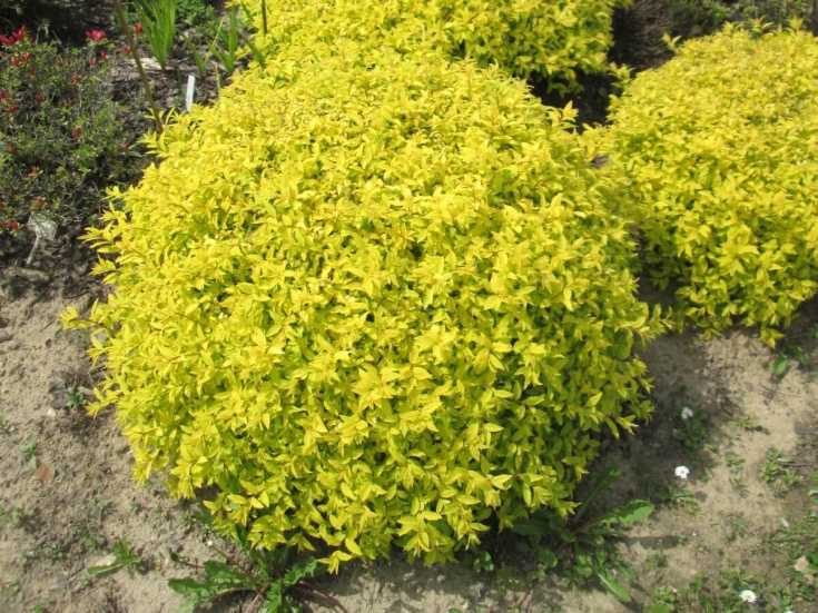 Спирея голдмаунд (spiraea japonica gold mound): фото и описание, посадка и уход