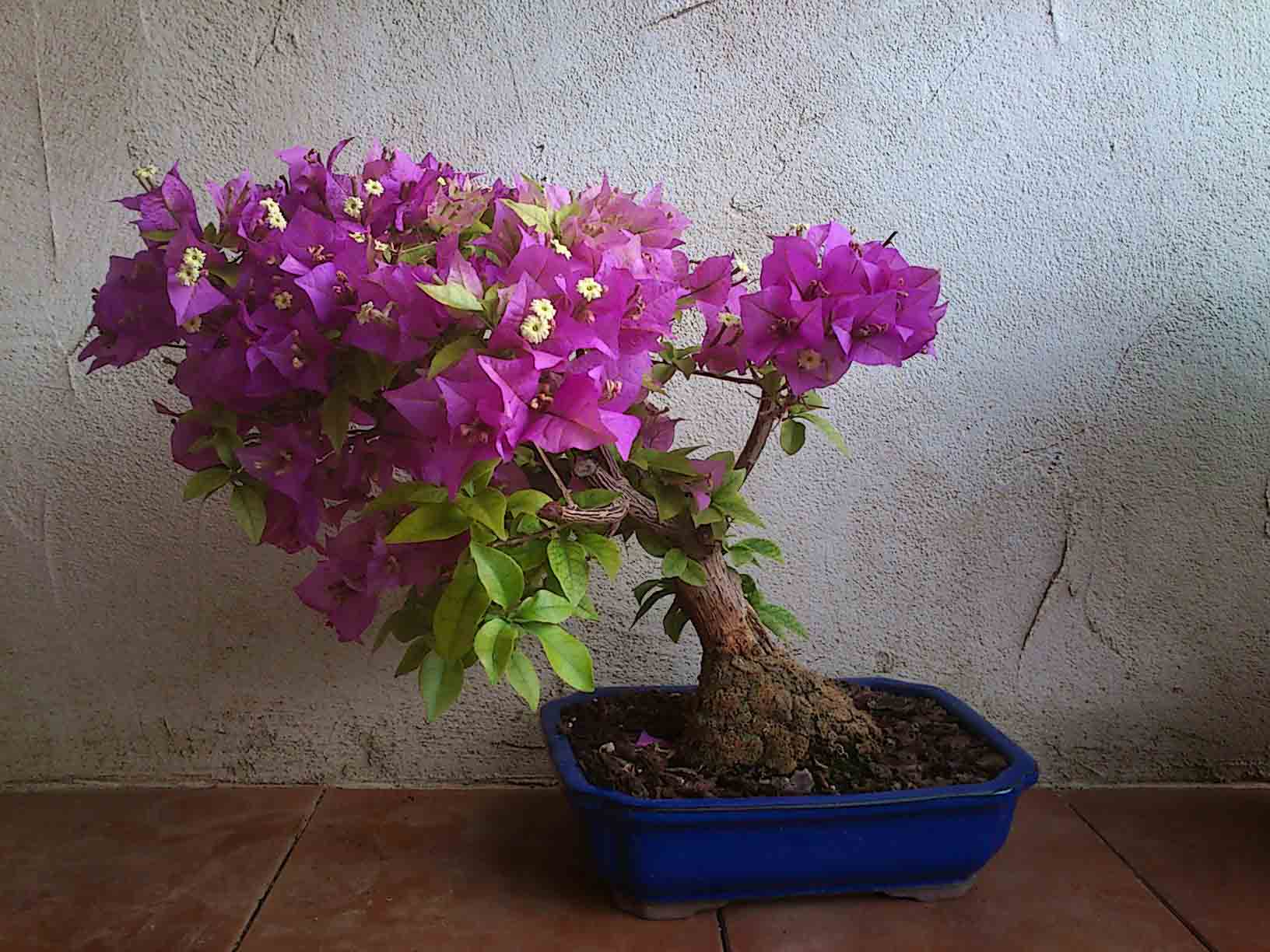 Бугенвиллия: выращивание и уход в домашних условиях, размножение и обрезка, фото цветка и значение для дома
