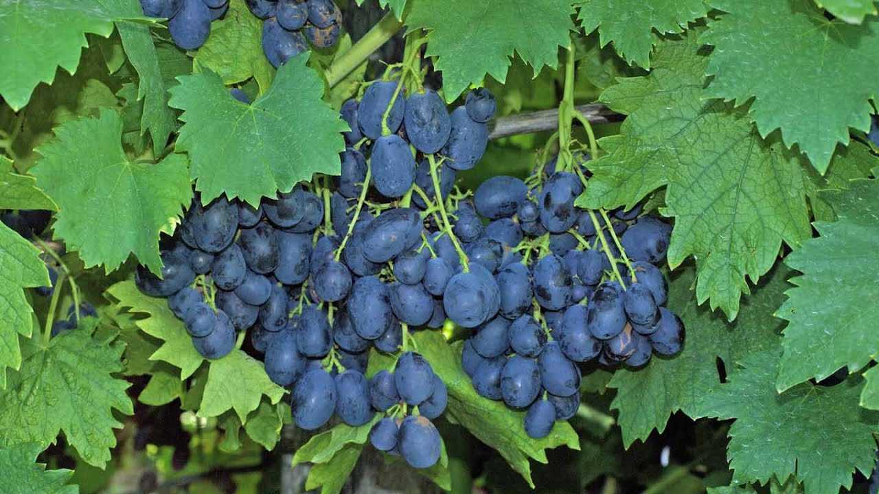 Сорт винограда ришелье: характеристика, агротехника выращивания - всёпродачу