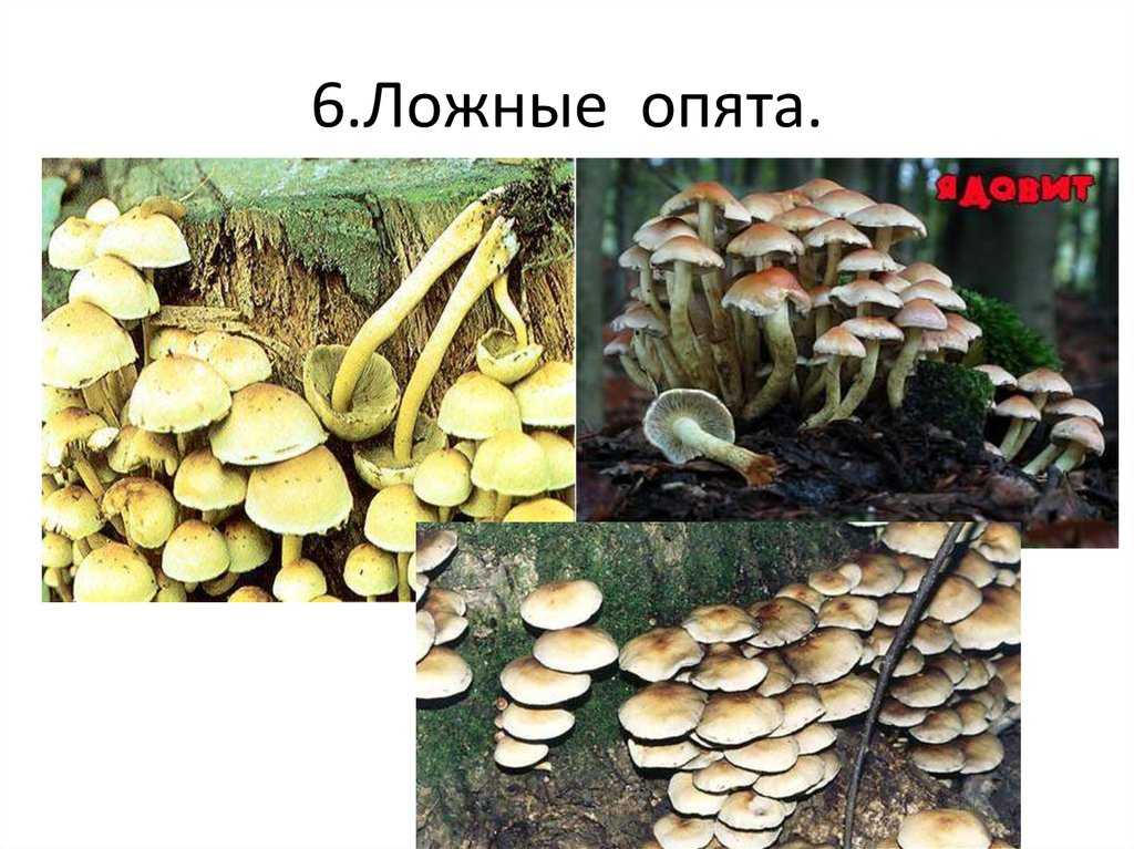 Опята — виды, особенности, полезные свойства, где растет, как собирать и как отличать от ложных популярный гриб
