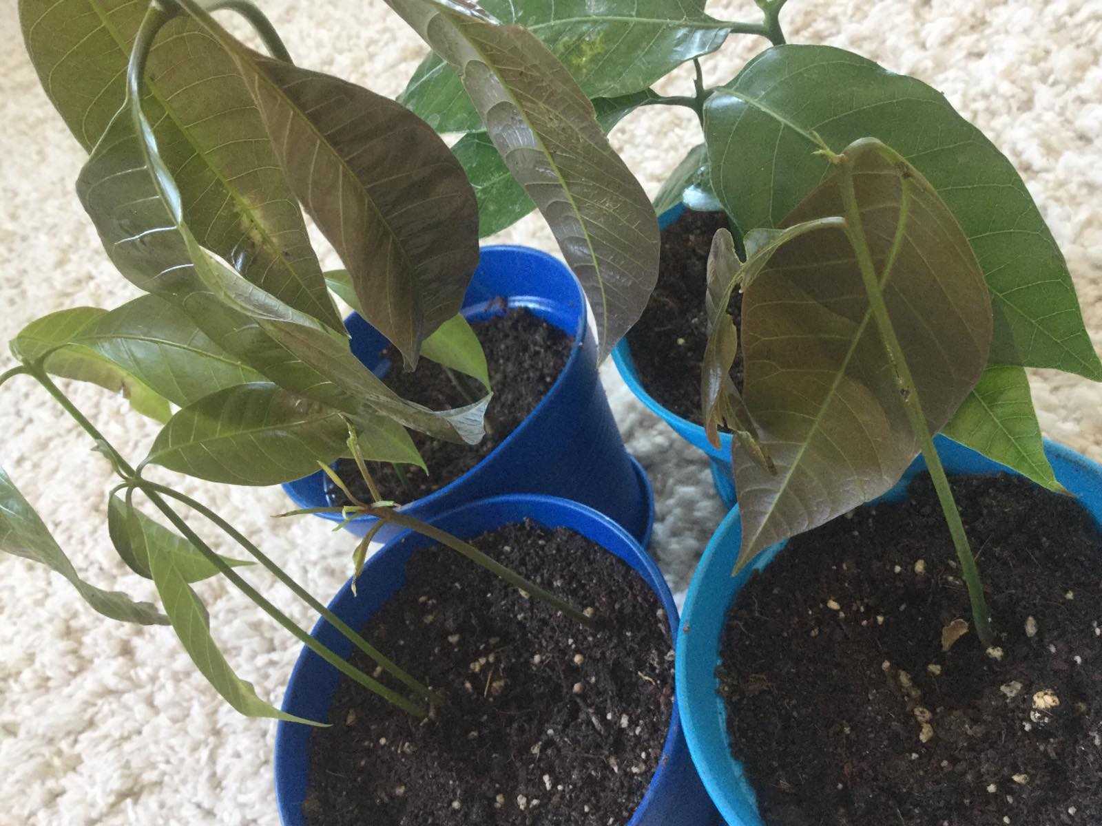 Выращивание манго из косточки в домашних условиях