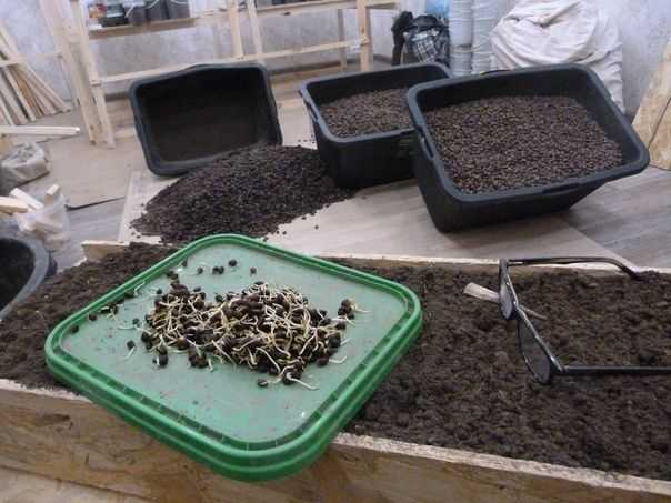 Как посадить кедр (из орешка, саженец) в домашних условиях на садовом участке пошагово с фото
