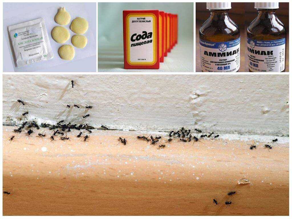 Как вывести муравьев из квартиры? - xclean.info