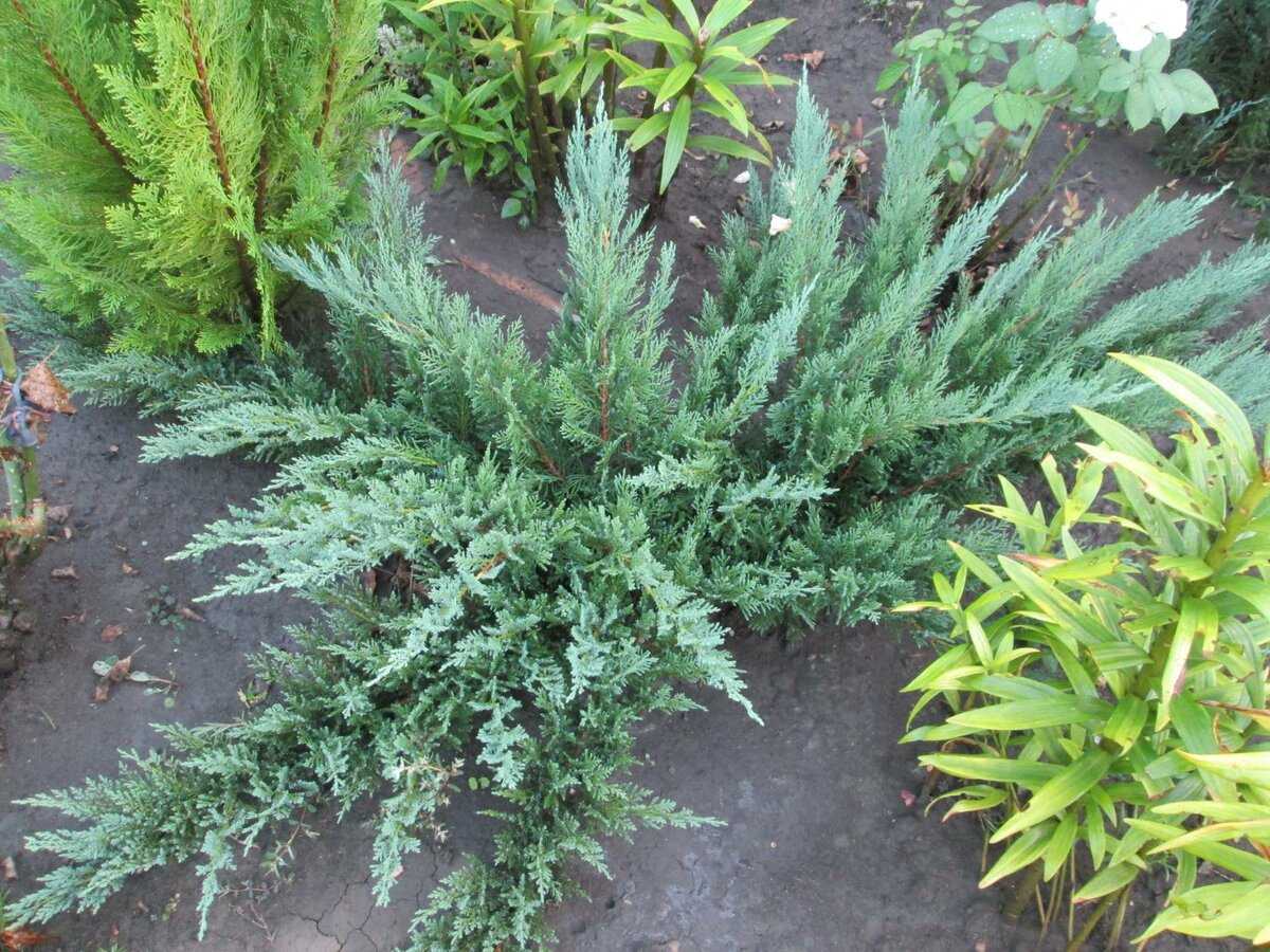 Можжевельник казацкий тамарисцифолия (tamariscifolia): описание и фото, использование в ландшафтном дизайне сада, посадка и уход