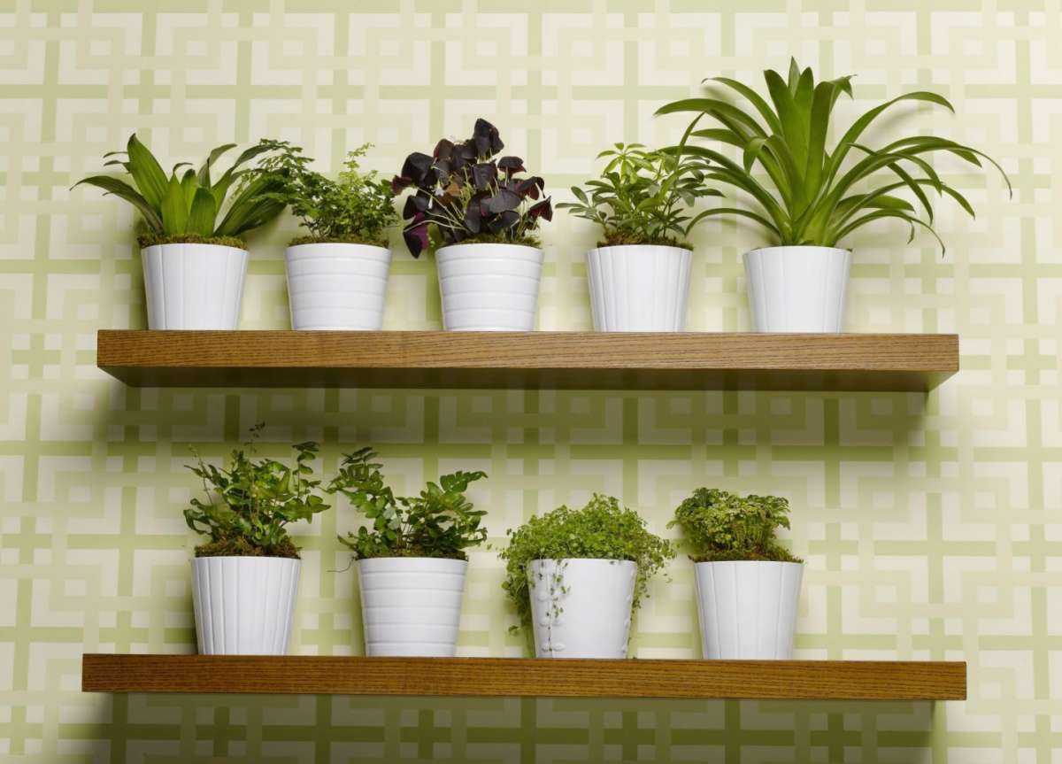 Озеленяемся: 15 самых больших комнатных растений