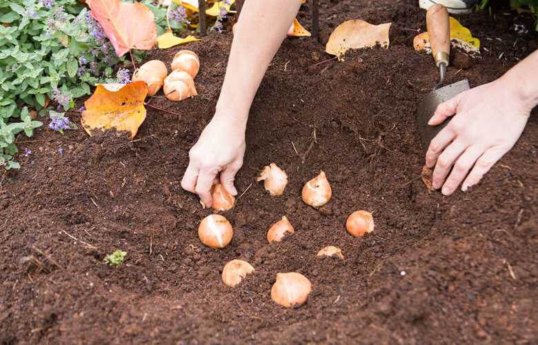 Посадка тюльпанов осенью: когда и как посадить луковицы (месяцы)