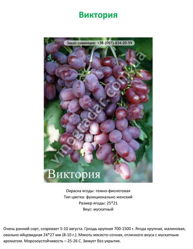 Сорт винограда ришелье: характеристика, агротехника выращивания