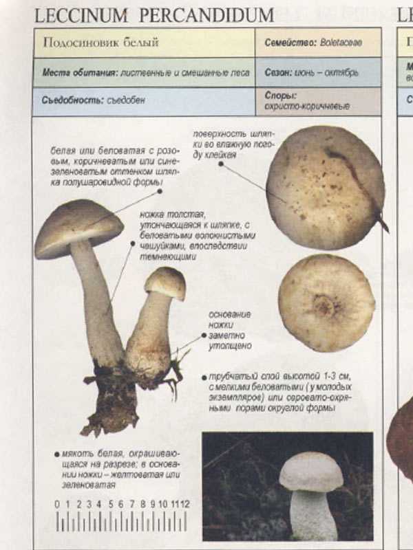 Грибы подосиновики – фото и описание. как выглядит гриб подосиновик, где растет? как отличить подосиновик съедобный и ложный: сравнение, признаки отличия. подосиновики: польза и вред